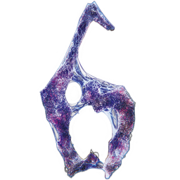 Resident Evil 6 logo
